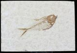 Diplomystus Fossil Fish - Wyoming #22352-1